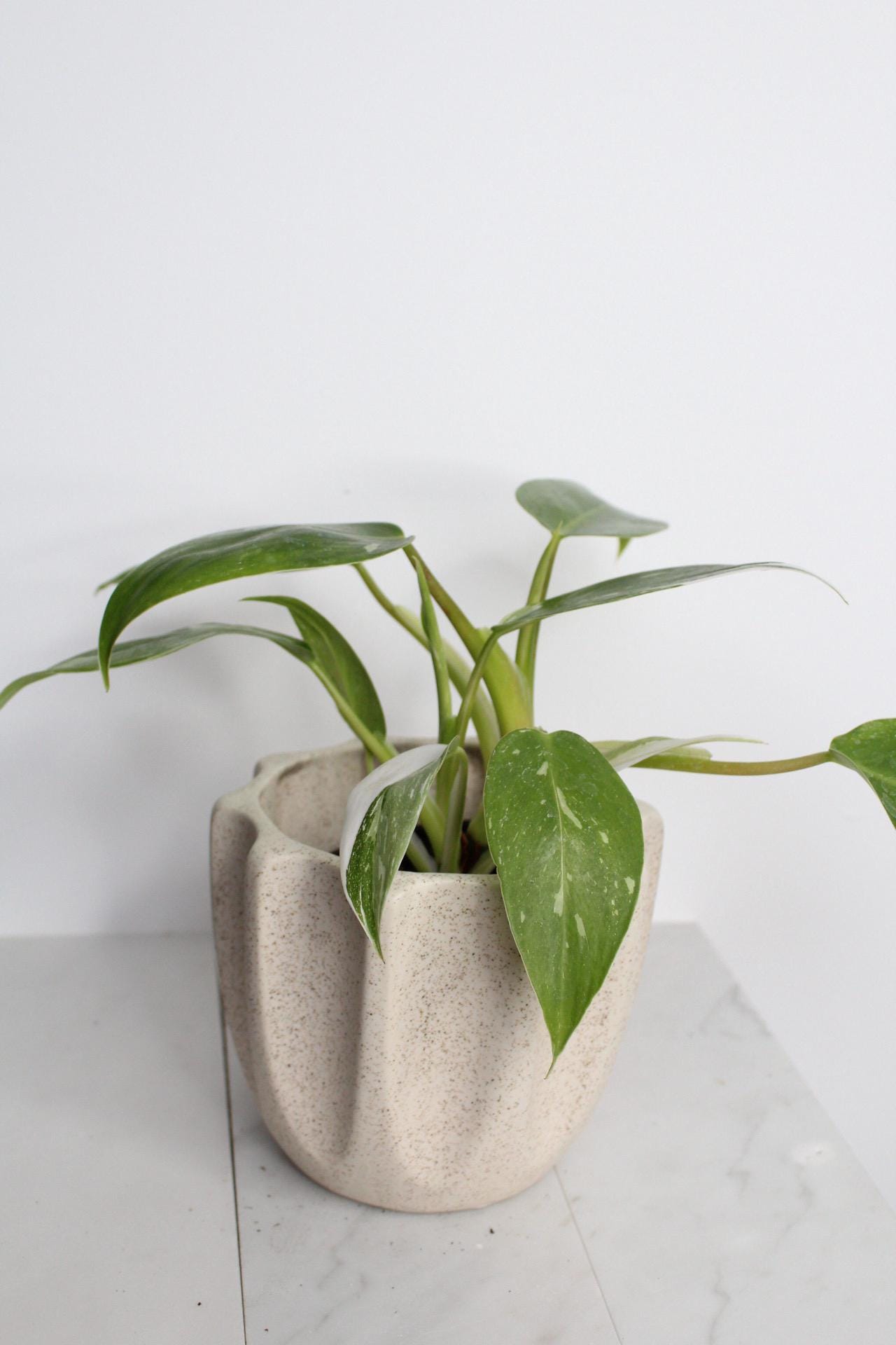 Tropical Plant Starter Bundle White Princess Philodendron Variegated Pink White Leaves Beautiful Indoor Specimen Easy Care Instructions Perfect New Grower Gift Four Inch Pot Rooted Plant Collection Home Office Decor Essential Growing Guide