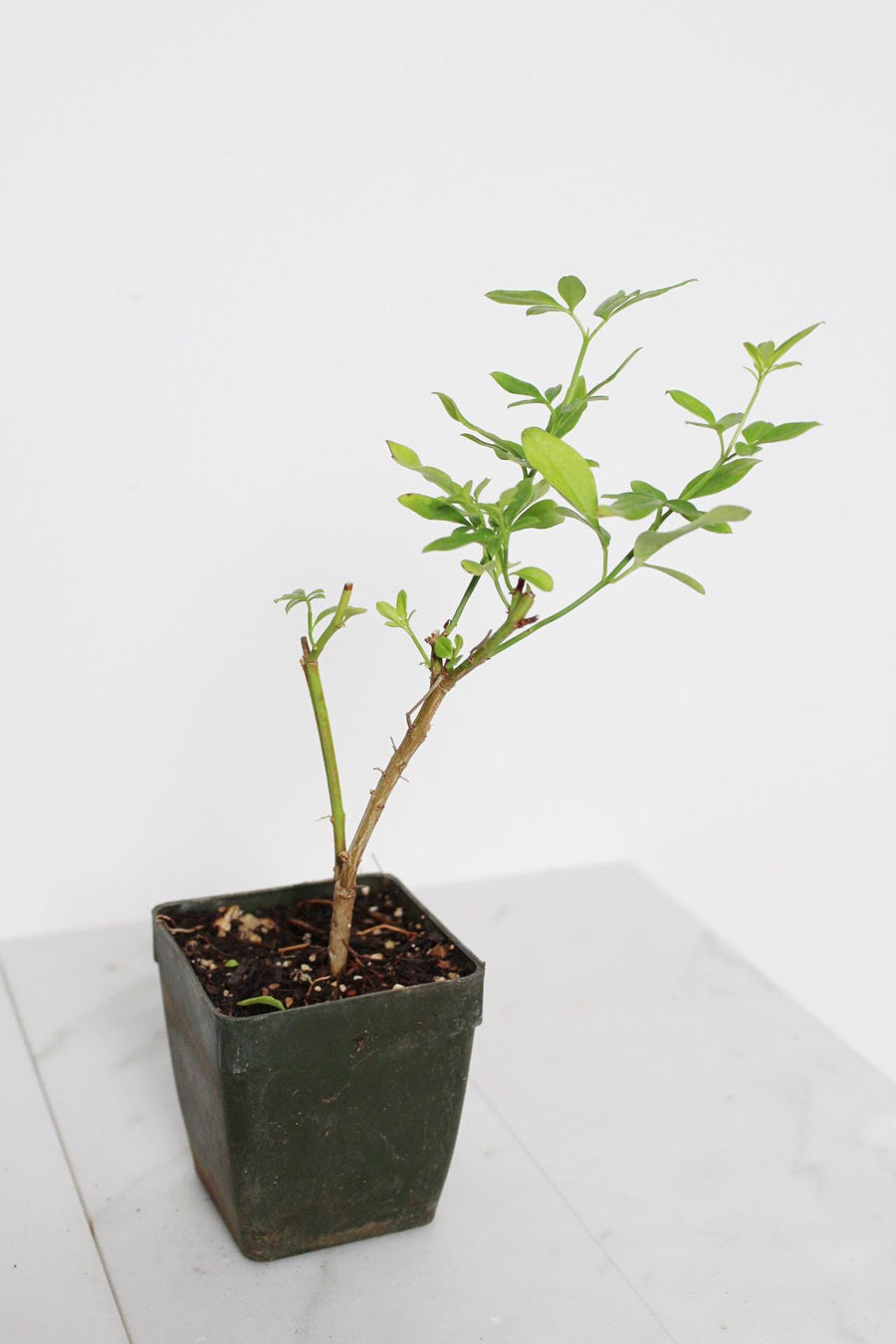 Yellow Primrose Jasmine – Jasminum Mesnyi Starter Plant Outdoor Shrub