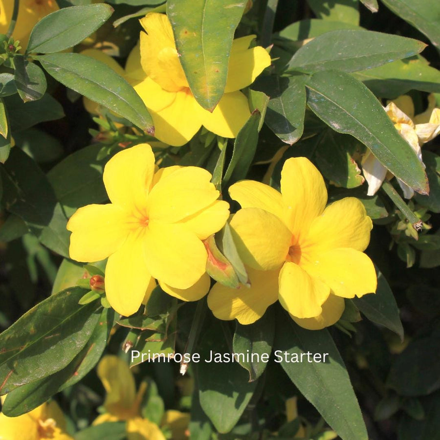 Yellow Primrose Jasmine – Jasminum Mesnyi Starter Plant Outdoor Shrub