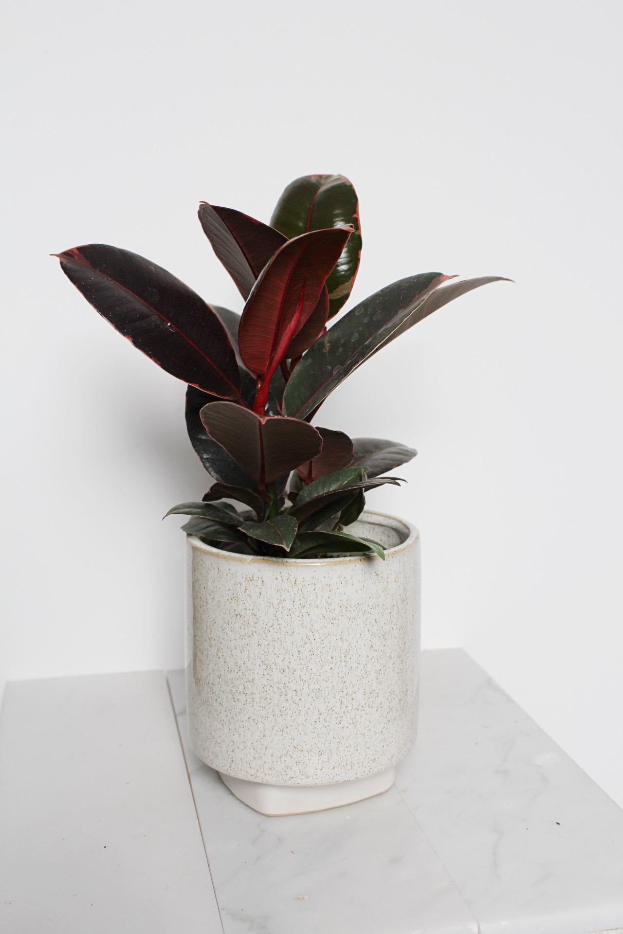 Variegated Pink Rubber Tree Pink Houseplant Ficus Decora Ruby Pink Plant Indoor House Plant Garden Tropical Indoor Live Plant Rubber Fig Neutral Beige Pot on Plant Stand Home Decor Gift