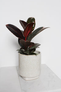 Variegated Pink Rubber Tree Pink Houseplant Ficus Decora Ruby Pink Plant Indoor House Plant Garden Tropical Indoor Live Plant Rubber Fig Neutral Beige Pot on Plant Stand Home Decor Gift