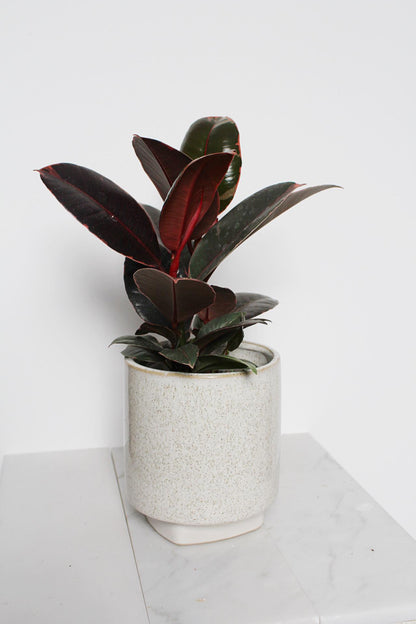 Variegated Pink Rubber Tree Pink Houseplant Ficus Decora Ruby Pink Plant Indoor House Plant Garden Tropical Indoor Live Plant Rubber Fig Neutral Beige Pot on Plant Stand Home Decor Gift