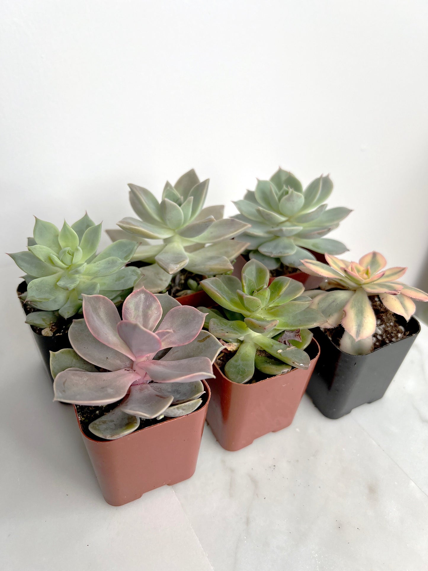 6 Pack Assorted Succulent Variety Pack Assorted 2 inch Potted Succulents Shower Party Favors Wedding Succulent Arrangement House Plant Start