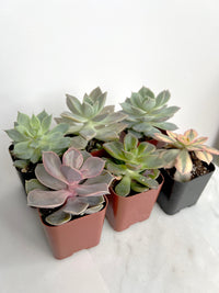 6 Pack Assorted Succulent Variety Pack Assorted 2 inch Potted Succulents Shower Party Favors Wedding Succulent Arrangement House Plant Start