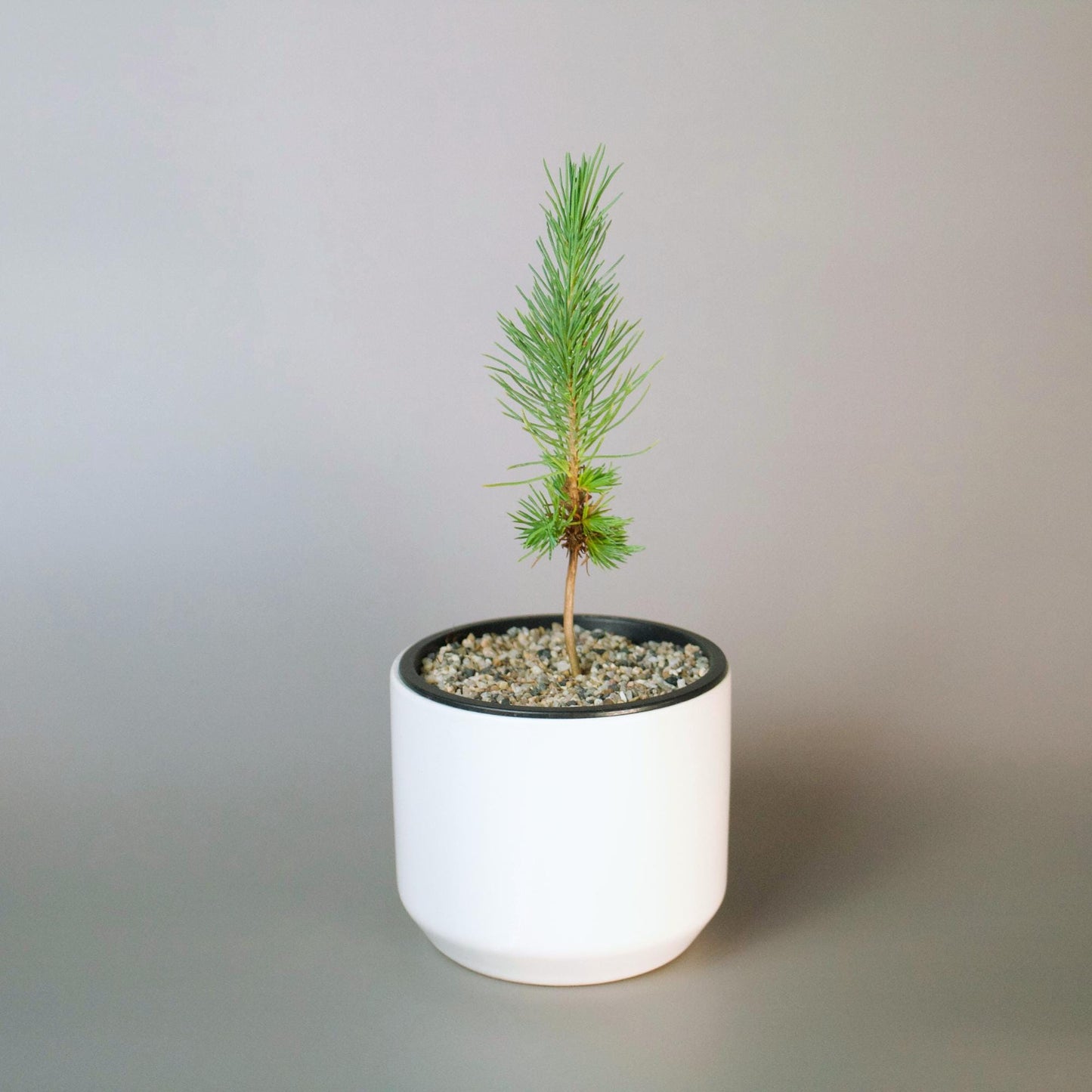 Outdoor Bonsai Bundle Japanese Pine Eldarica Growing Kit Complete Beginner Set Perfect Father Gift Home Garden Collection White Ceramic Planter Sand Topper Package Small Space Essential First Time Grower Beautiful Balcony Display Set