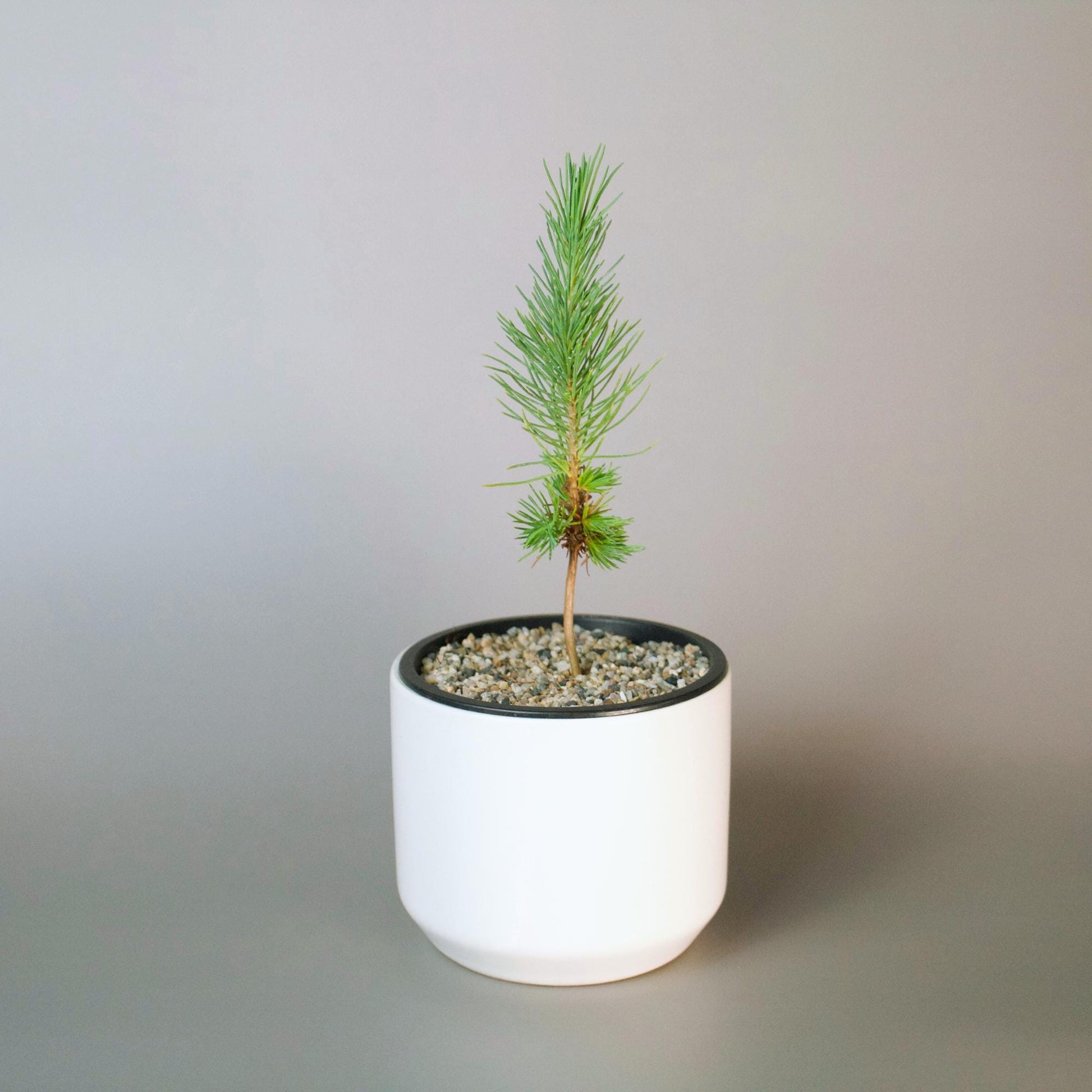 Outdoor Bonsai Bundle Japanese Pine Eldarica Growing Kit Complete Beginner Set Perfect Father Gift Home Garden Collection White Ceramic Planter Sand Topper Package Small Space Essential First Time Grower Beautiful Balcony Display Set