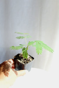 Pink Flower Persian Mimosa Silk Tree Starter Plant Albizia Julibrissin Starter Plant Shrub Pink Floral Live Plant Landscape Outdoor Garden