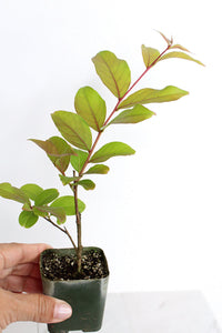 Purple Bonsai Tree Muskogee Crape Myrtle Live Starter Plant Purple Flower Gift for Garden Landscaper Outdoor Floral Plant Lagerstroemia