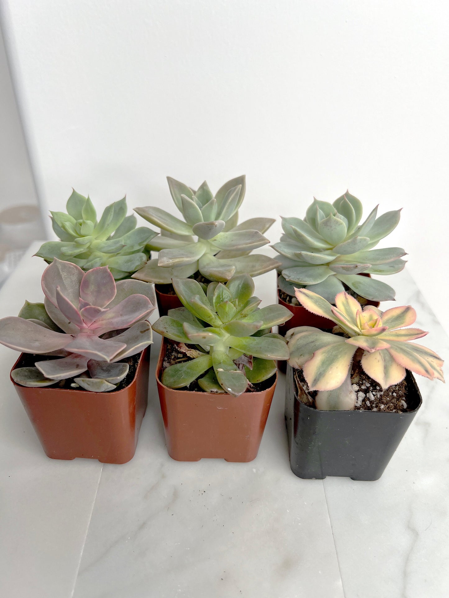 6 Pack Assorted Succulent Variety Pack Assorted 2 inch Potted Succulents Shower Party Favors Wedding Succulent Arrangement House Plant Start