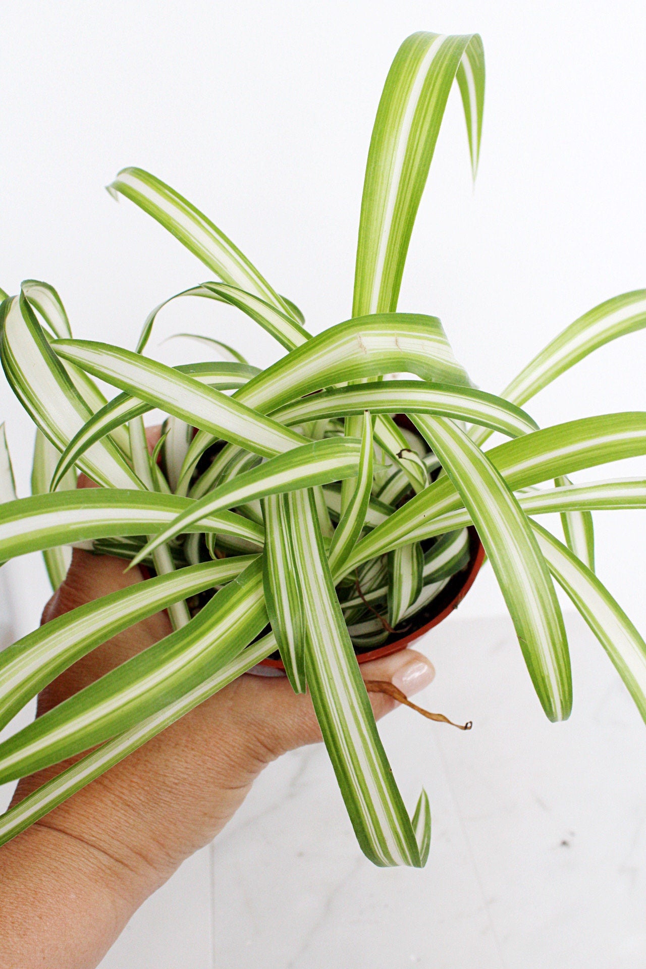 Reverse Variegated Spider Plant Chlorophytum Spider Indoor Plant Retro Indoor House Plant 4 inch Tropical White Leaf Garden Hanging Plant