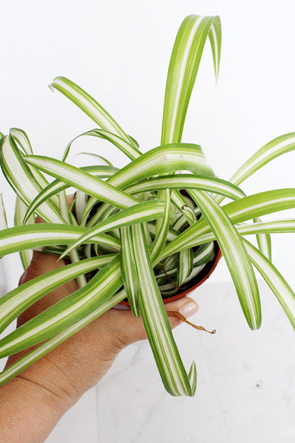 Reverse Variegated Spider Plant Chlorophytum Spider Indoor Plant Retro Indoor House Plant 4 inch Tropical White Leaf Garden Hanging Plant
