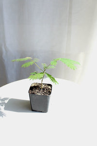 Pink Flower Persian Mimosa Silk Tree Starter Plant Albizia Julibrissin Starter Plant Shrub Pink Floral Live Plant Landscape Outdoor Garden