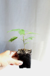 Pink Flower Persian Mimosa Silk Tree Starter Plant Albizia Julibrissin Starter Plant Shrub Pink Floral Live Plant Landscape Outdoor Garden