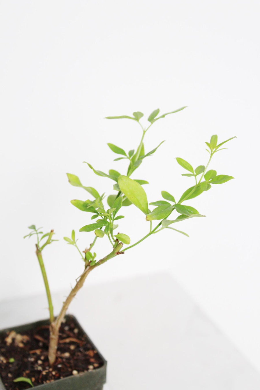 Yellow Primrose Jasmine – Jasminum Mesnyi Starter Plant Outdoor Shrub