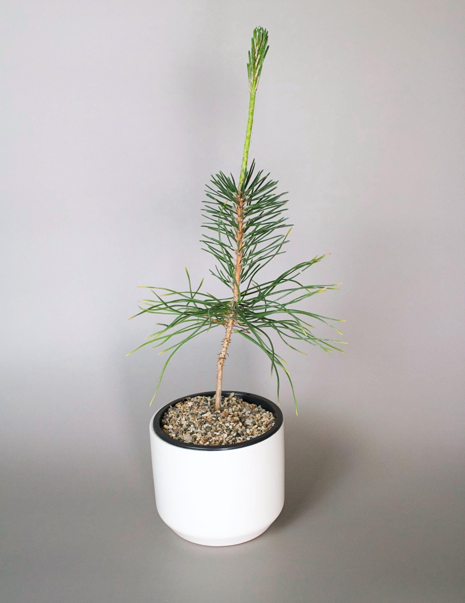 Home Gardening Kit Beginner Bonsai Collection Japanese Black Pine Seedling Complete Starter Set Perfect Dad Gift White Ceramic Planter Sand Topper Bundle First Time Growing Essential Beautiful Outdoor Display Small Space Garden