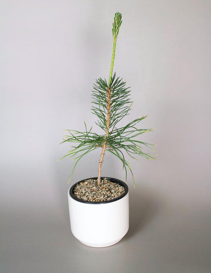 Home Gardening Kit Beginner Bonsai Collection Japanese Black Pine Seedling Complete Starter Set Perfect Dad Gift White Ceramic Planter Sand Topper Bundle First Time Growing Essential Beautiful Outdoor Display Small Space Garden