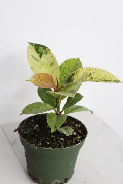 Bright Variegated Ficus Yellow Rubber Tree Indoor Plant Gift Rare Shivereana Moonshine 4 Inch Pot Houseplant Ficus Starter Tropical Plant