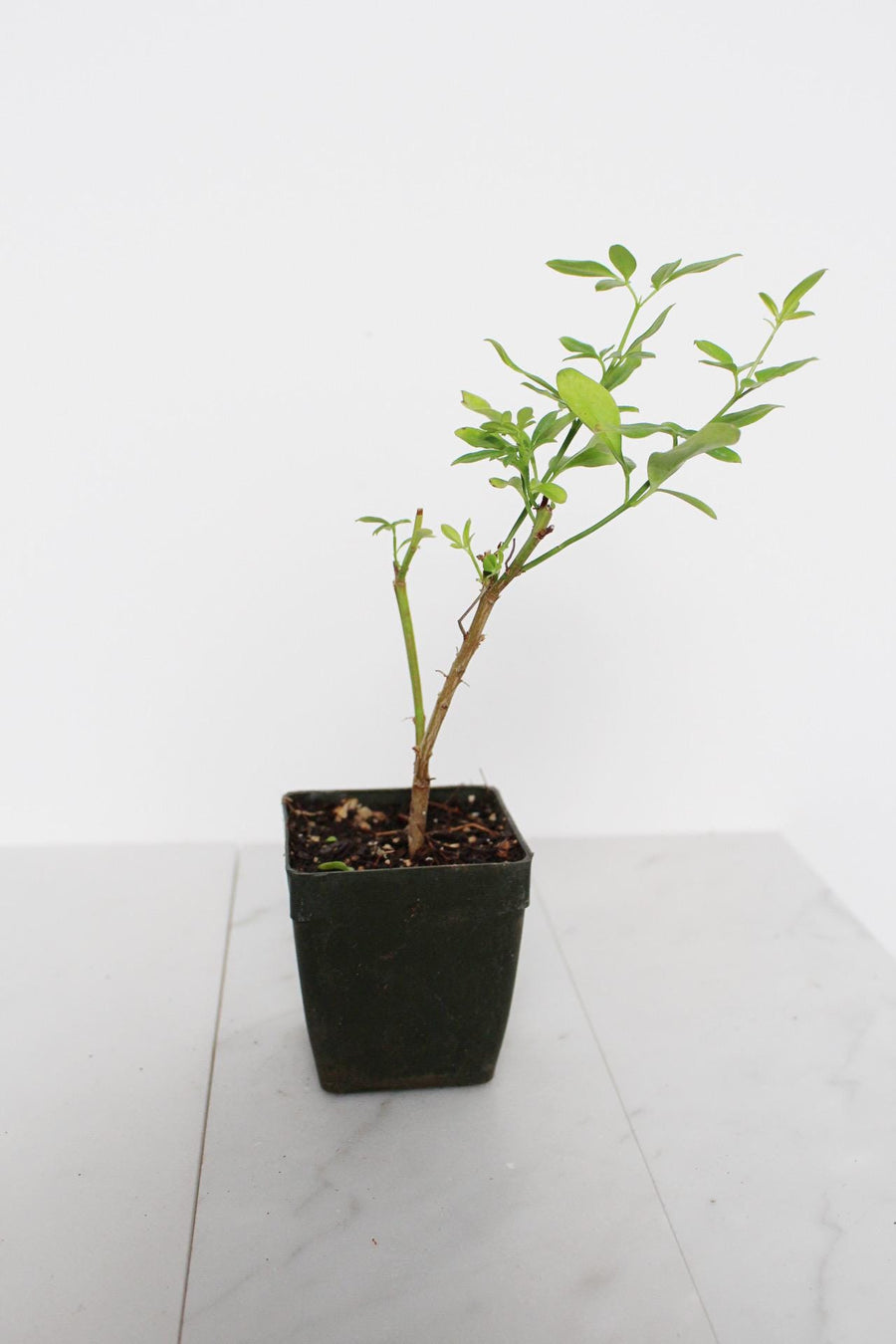 Yellow Primrose Jasmine – Jasminum Mesnyi Starter Plant Outdoor Shrub