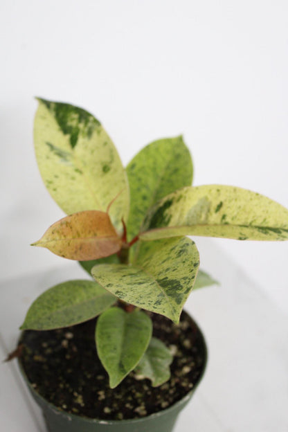 Bright Variegated Ficus Yellow Rubber Tree Indoor Plant Gift Rare Shivereana Moonshine 4 Inch Pot Houseplant Ficus Starter Tropical Plant