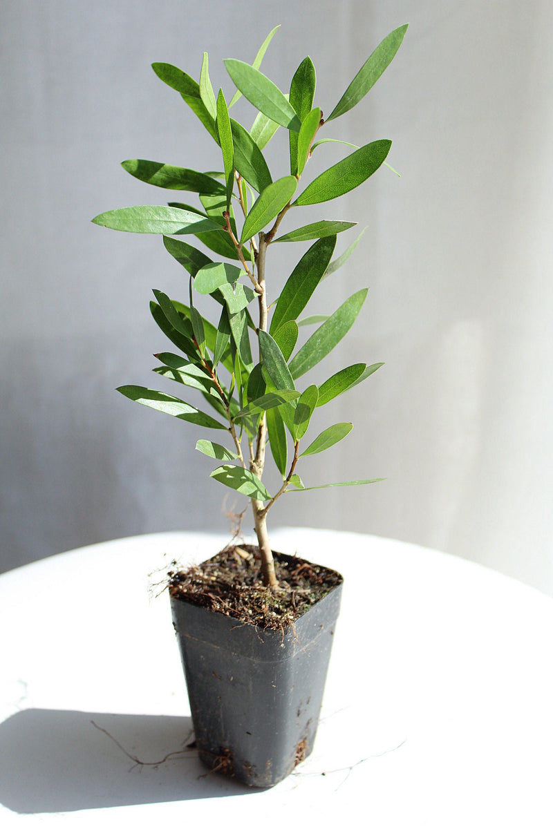 Purple Bottlebrush Starter Plant Callistemon Citrinus Jeffersii Starter Plant Shrub Pink Floral Live Plant Landscape Outdoor Garden Plant