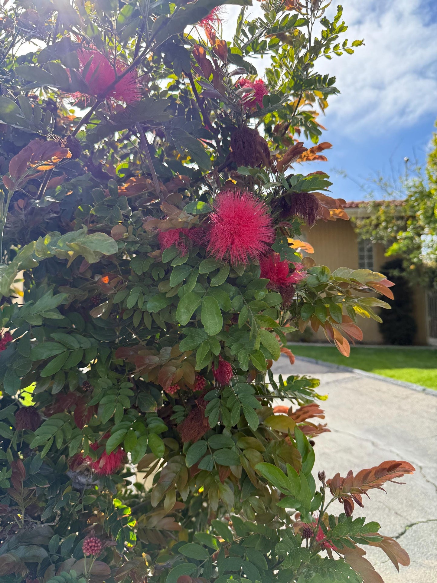 Powderpuff Pink Tree Starter Calliandra Inaequilatera Plant Evergreen Shrub Pink Floral Live Plant Landscape Outdoor Pollinator Garden Fern