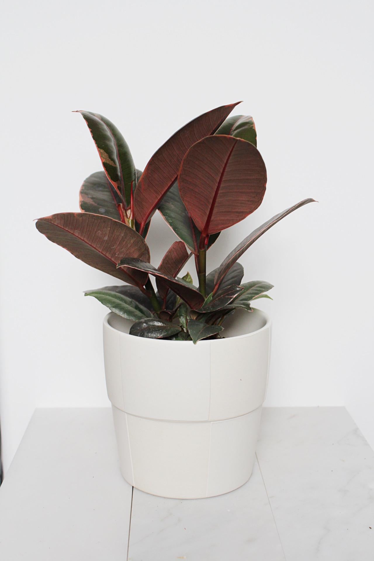 Variegated Pink Rubber Tree Pink Houseplant Ficus Decora Ruby Pink Plant Indoor House Plant Garden Tropical Indoor Live Plant Rubber Fig Neutral Beige Pot on Plant Stand Home Decor Gift