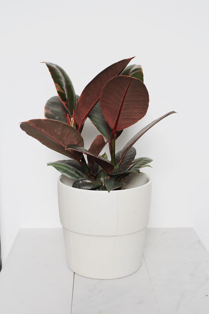 Variegated Pink Rubber Tree Pink Houseplant Ficus Decora Ruby Pink Plant Indoor House Plant Garden Tropical Indoor Live Plant Rubber Fig Neutral Beige Pot on Plant Stand Home Decor Gift