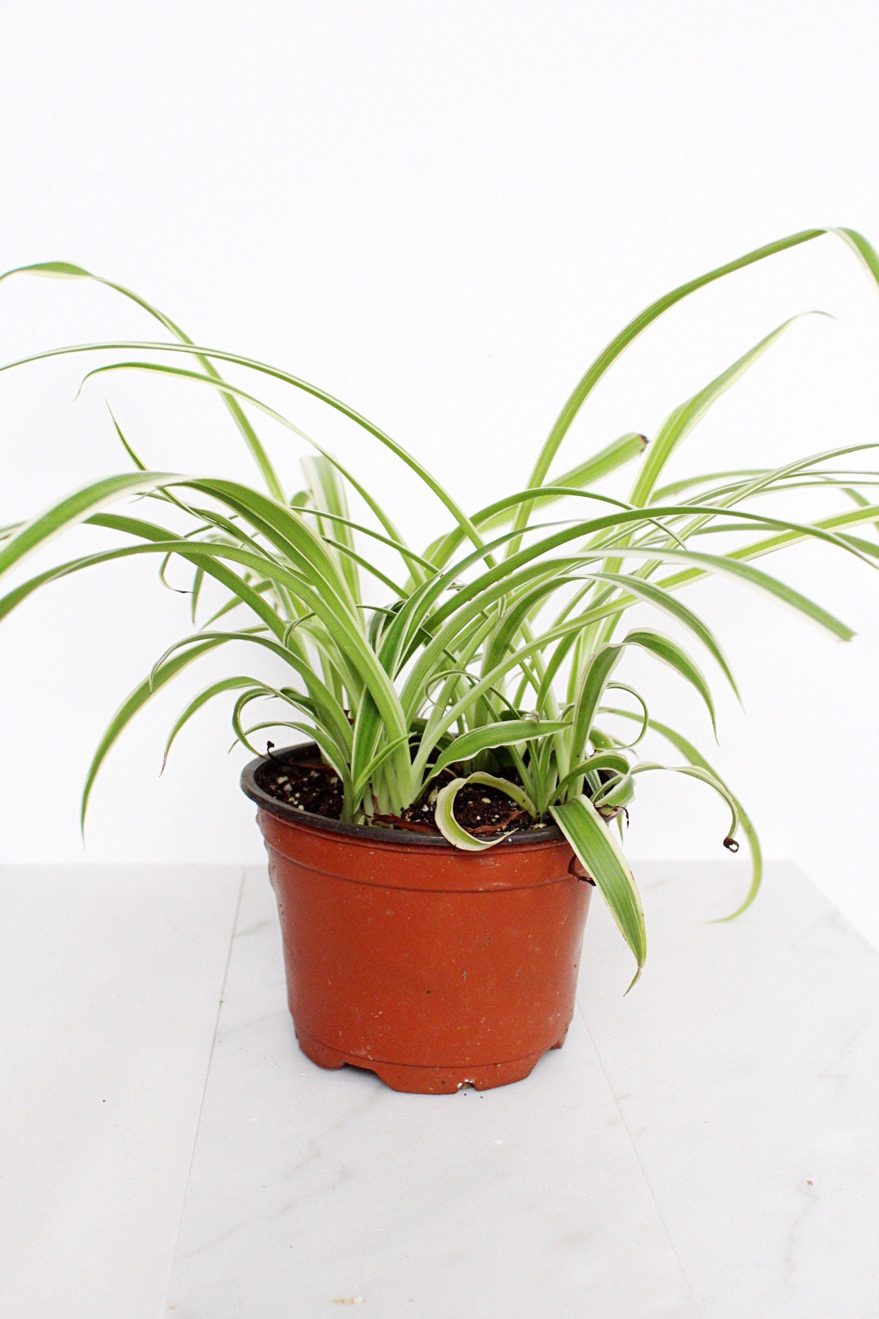 Reverse Variegated Spider Plant Chlorophytum Spider Indoor Plant Retro Indoor House Plant 4 inch Tropical White Leaf Garden Hanging Plant