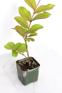 Purple Bonsai Tree Muskogee Crape Myrtle Live Starter Plant Purple Flower Gift for Garden Landscaper Outdoor Floral Plant Lagerstroemia
