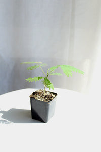 Pink Flower Persian Mimosa Silk Tree Starter Plant Albizia Julibrissin Starter Plant Shrub Pink Floral Live Plant Landscape Outdoor Garden