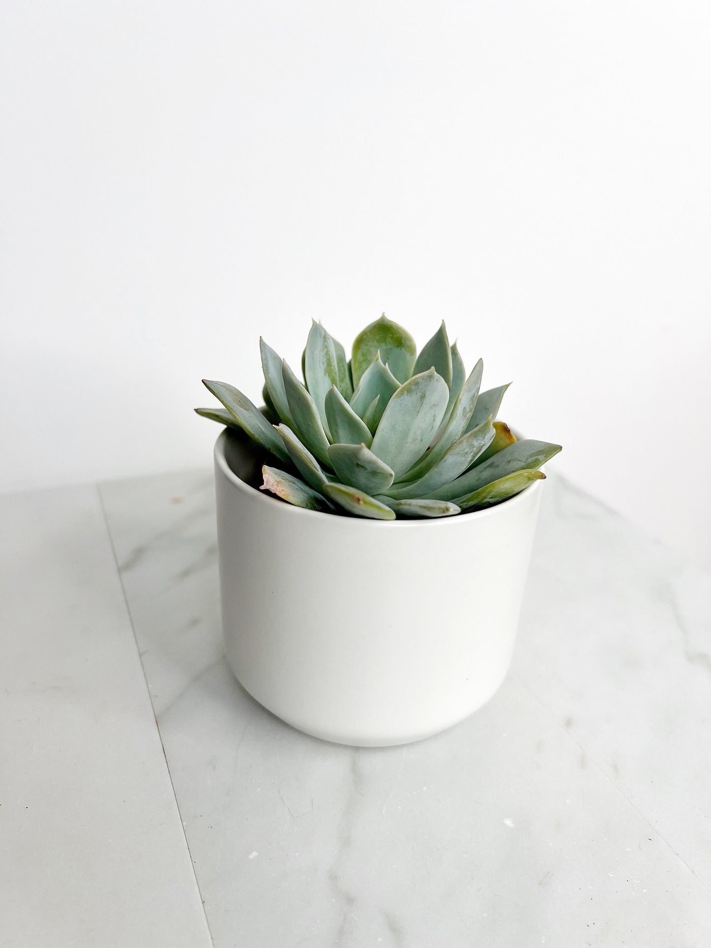 Succulent Plants 2" Mini Potted Succulents for Indoor Echeveria Desmetiana Home Office Decor Wedding Baby Shower Party Favors Gifts for Her Wedding Baby Shower Party Favors - Live Succulent 2.5-inch Collection