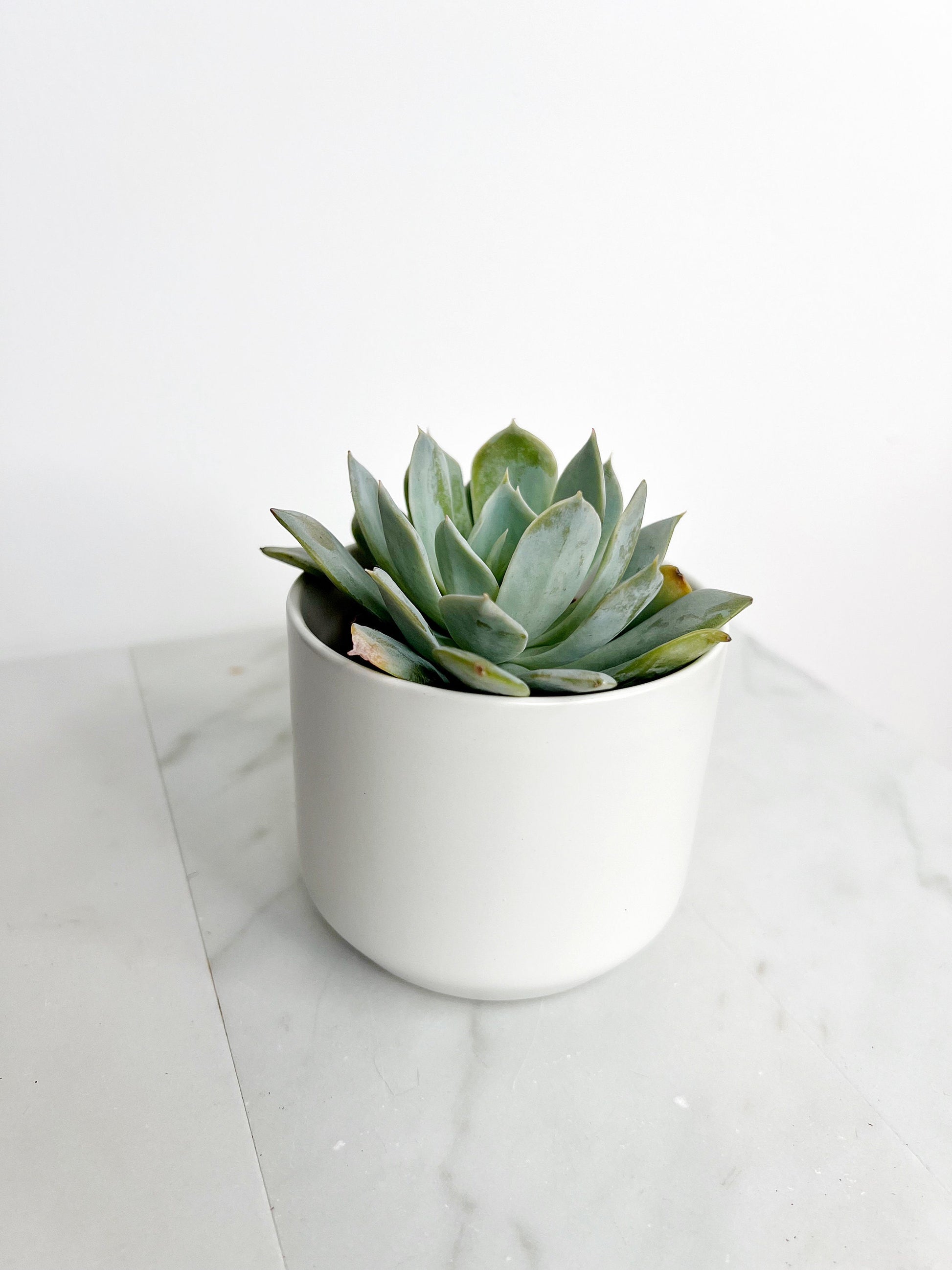 Succulent Plants 2" Mini Potted Succulents for Indoor Echeveria Desmetiana Home Office Decor Wedding Baby Shower Party Favors Gifts for Her Wedding Baby Shower Party Favors - Live Succulent 2.5-inch Collection
