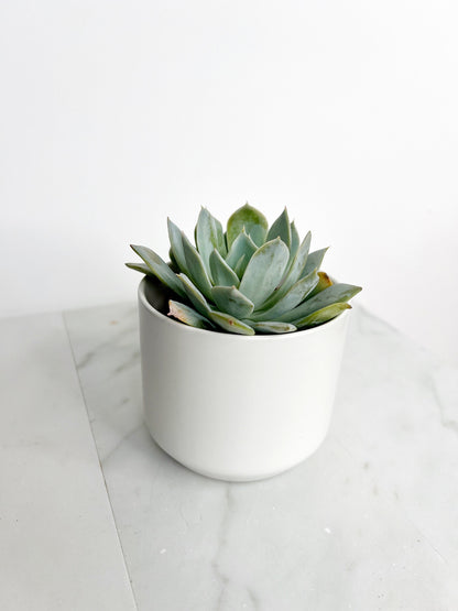 Succulent Plants 2" Mini Potted Succulents for Indoor Echeveria Desmetiana Home Office Decor Wedding Baby Shower Party Favors Gifts for Her Wedding Baby Shower Party Favors - Live Succulent 2.5-inch Collection