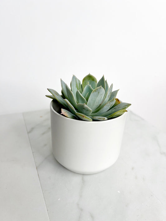 Succulent Plants 2" Mini Potted Succulents for Indoor Echeveria Desmetiana Home Office Decor Wedding Baby Shower Party Favors Gifts for Her Wedding Baby Shower Party Favors - Live Succulent 2.5-inch Collection