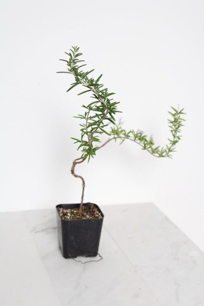 Indoor Herb Garden Rosemary Bonsai Collection Black Decorative Pot Small Kitchen Plant Cascading Growth Pattern Window Display Accent Fresh Culinary Herb Growing Collection Balcony Decor Essential Beautiful Green Foliage Home Garden Gift