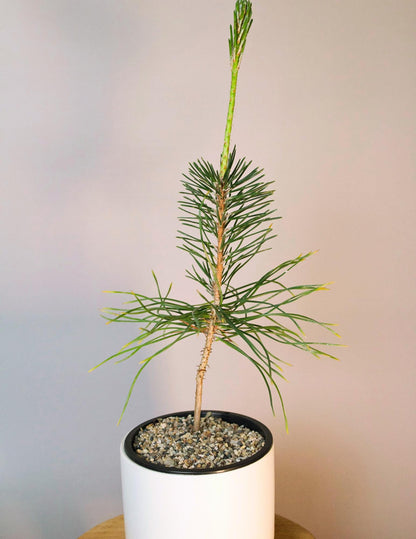 Japanese Pine Bonsai Kit First Time Grower Set Complete Beginner Bundle Home Garden Collection Perfect Father Gift White Ceramic Container Decorative Sand Package Small Space Growing Essential Beautiful Balcony Plant Display Starter Set