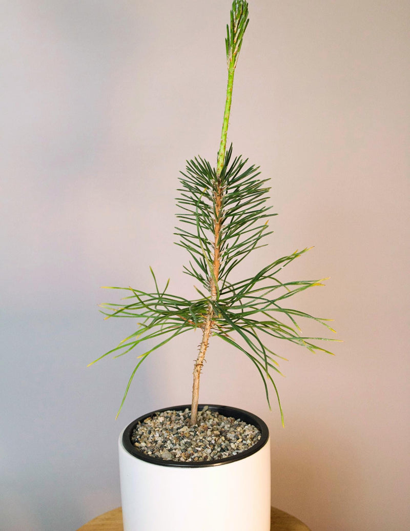 Japanese Pine Bonsai Kit First Time Grower Set Complete Beginner Bundle Home Garden Collection Perfect Father Gift White Ceramic Container Decorative Sand Package Small Space Growing Essential Beautiful Balcony Plant Display Starter Set