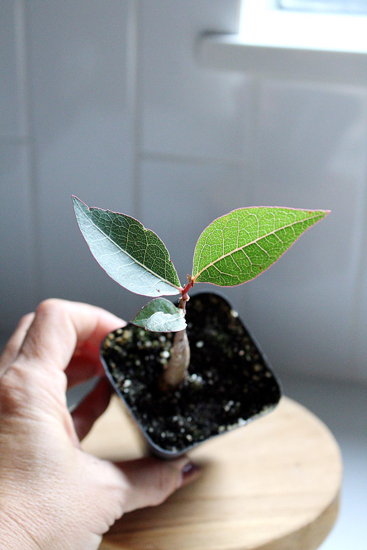 Drought Tolerant Bonsai Starter Tree Kurrajong Bottle Tree Unique Garden Tree Brachychiton Populneus Low Maintenance Garden Tree Water Wise Garden Plant Gift for Gardener Gift for Plant Lover Housewarming Gift