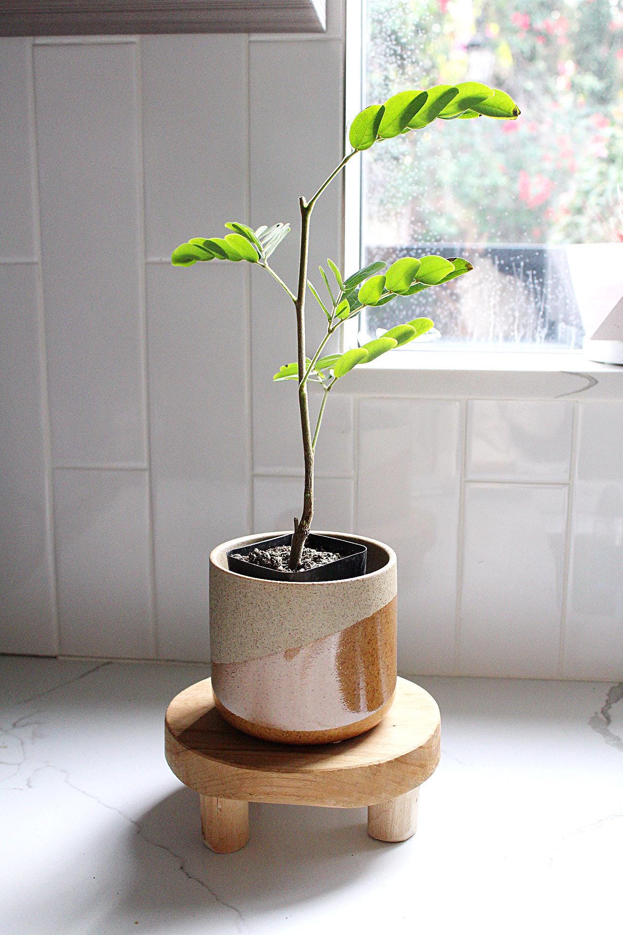 Powderpuff Pink Tree Starter Calliandra Inaequilatera Plant Evergreen Shrub Pink Floral Live Plant Landscape Outdoor Pollinator Garden Fern