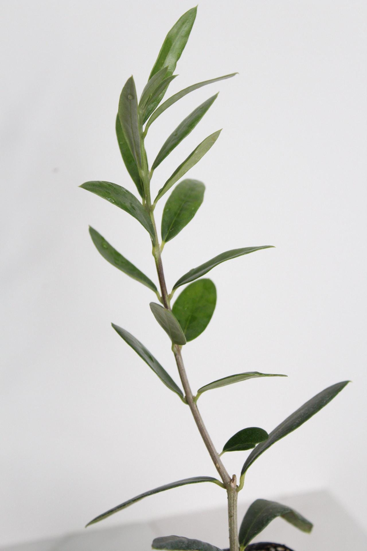 Italian Plant Gift Baby Olive Tree Small Space Garden Accent Wedding Party Favor Perfect Home Present Mediterranean Style Decor Dwarf Ollie Variety Stone Fruit Plant Living Collection Beautiful Green Starter Gift Space Saving Design