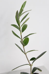 Italian Plant Gift Baby Olive Tree Small Space Garden Accent Wedding Party Favor Perfect Home Present Mediterranean Style Decor Dwarf Ollie Variety Stone Fruit Plant Living Collection Beautiful Green Starter Gift Space Saving Design