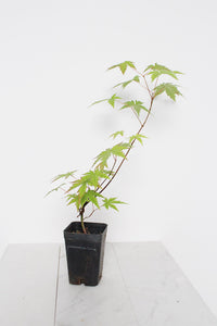 Bonsai Tree Starter Plant Red Japanese Maple Sapling Live Plant Gift Tree Beginner Plant Hobby Acer Palmatum Outdoor Zen Garden Plant Gift