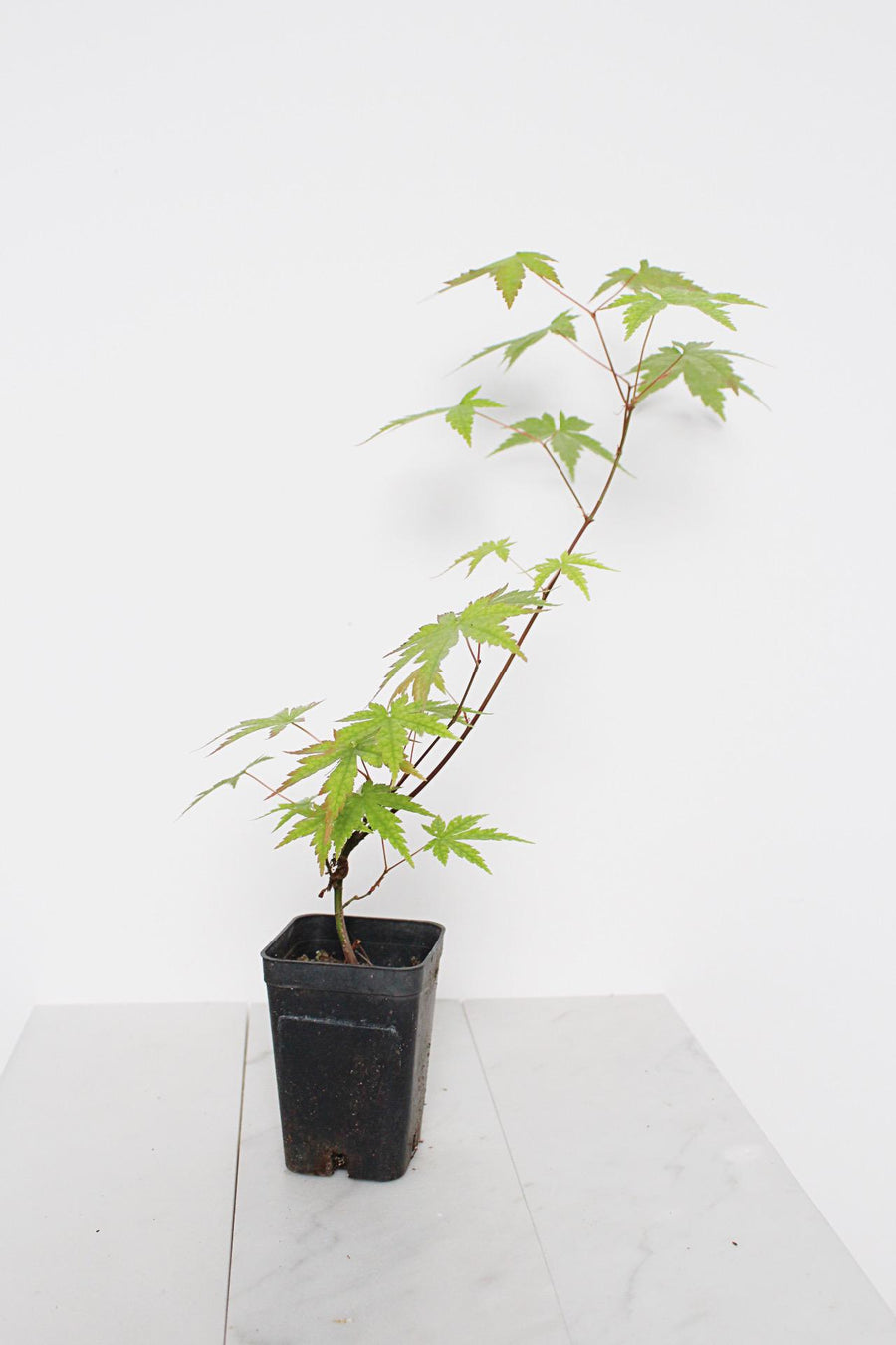 Bonsai Tree Starter Plant Red Japanese Maple Sapling Live Plant Gift Tree Beginner Plant Hobby Acer Palmatum Outdoor Zen Garden Plant Gift
