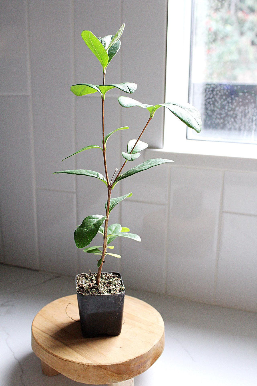 Live Pineapple Guava Plant Tropical Evergreen Shrub Edible Fruit Producer Flowering Garden Plant Container Grown Starter Size Perfect Home Garden Addition Growing Guide Included Beautiful Landscaping Choice Premium Quality Collection