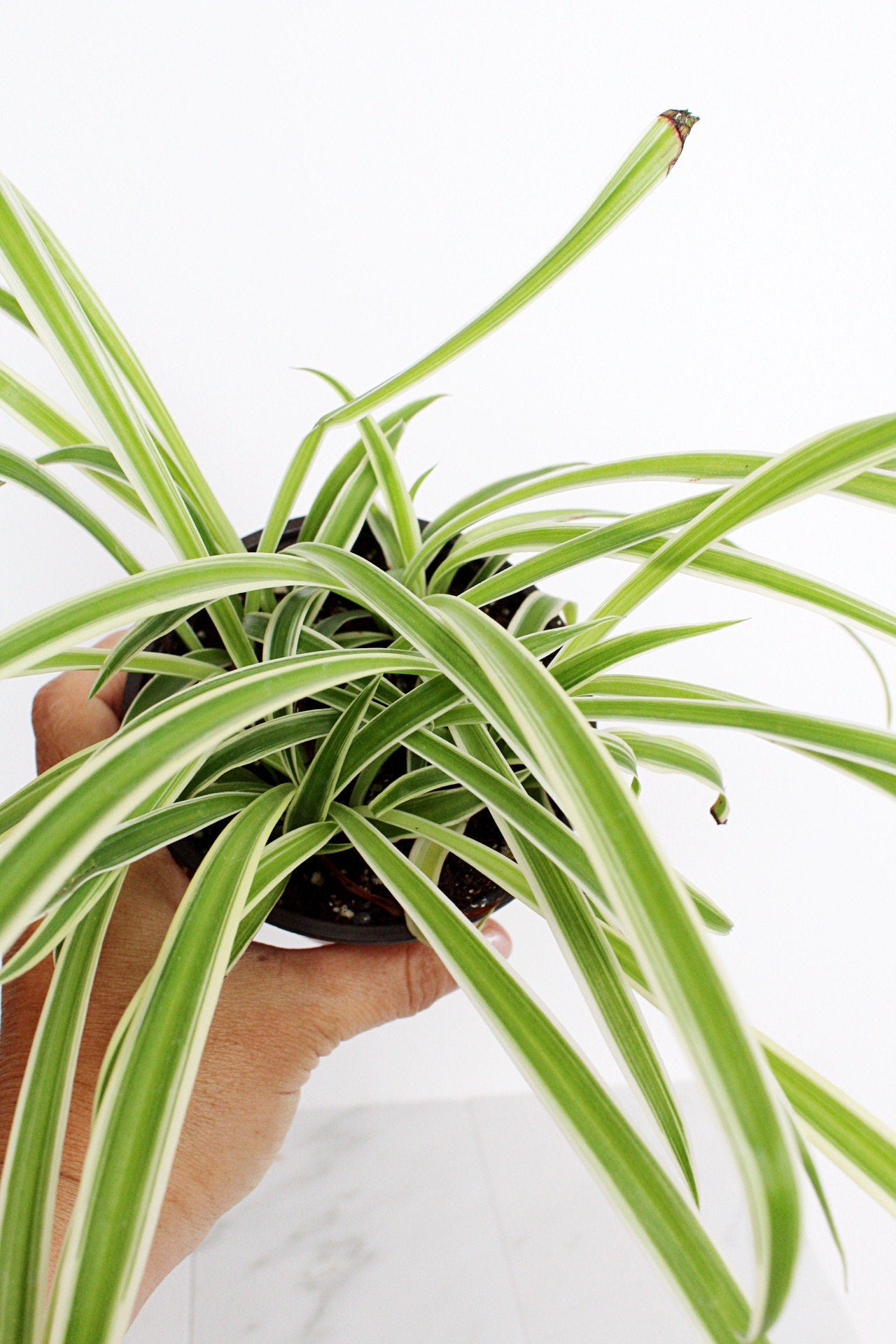 Reverse Variegated Spider Plant Chlorophytum Spider Indoor Plant Retro Indoor House Plant 4 inch Tropical White Leaf Garden Hanging Plant