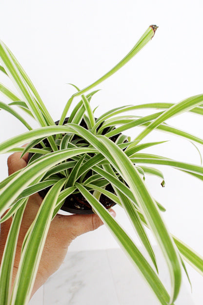 Reverse Variegated Spider Plant Chlorophytum Spider Indoor Plant Retro Indoor House Plant 4 inch Tropical White Leaf Garden Hanging Plant