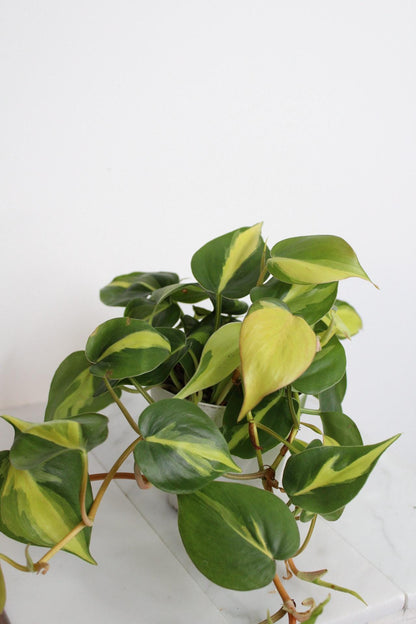 Live Indoor Philodendron Cordatum 'Brasil'  Heart Leaf Vine Plant Gift for Office Plant Lover Tropical Foliage Easy Care Plant Gift Friend