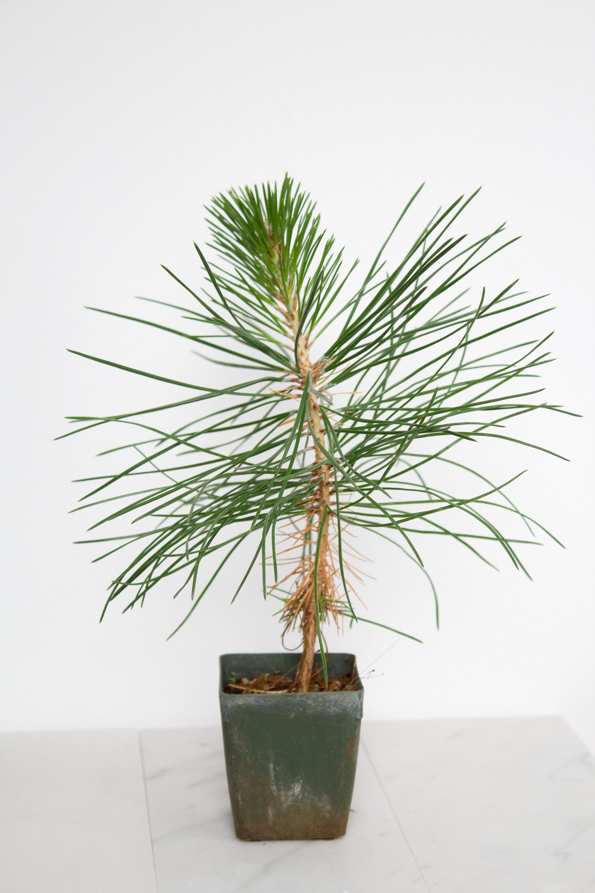 Japanese Black Pine Bonsai Tree Starter Plant Pinus Thunbergii Live Tree Japanese Pine Zen Garden House Plant Indoor Tree Outdoor Plant