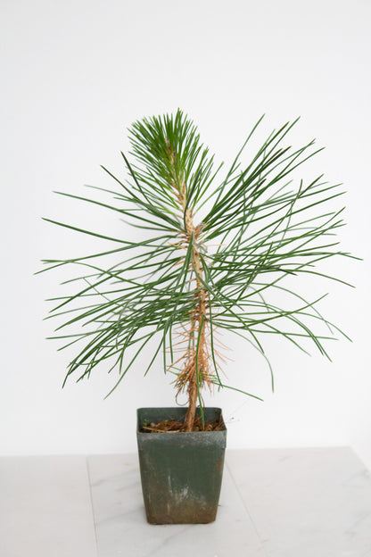 Japanese Black Pine Bonsai Tree Starter Plant Pinus Thunbergii Live Tree Japanese Pine Zen Garden House Plant Indoor Tree Outdoor Plant
