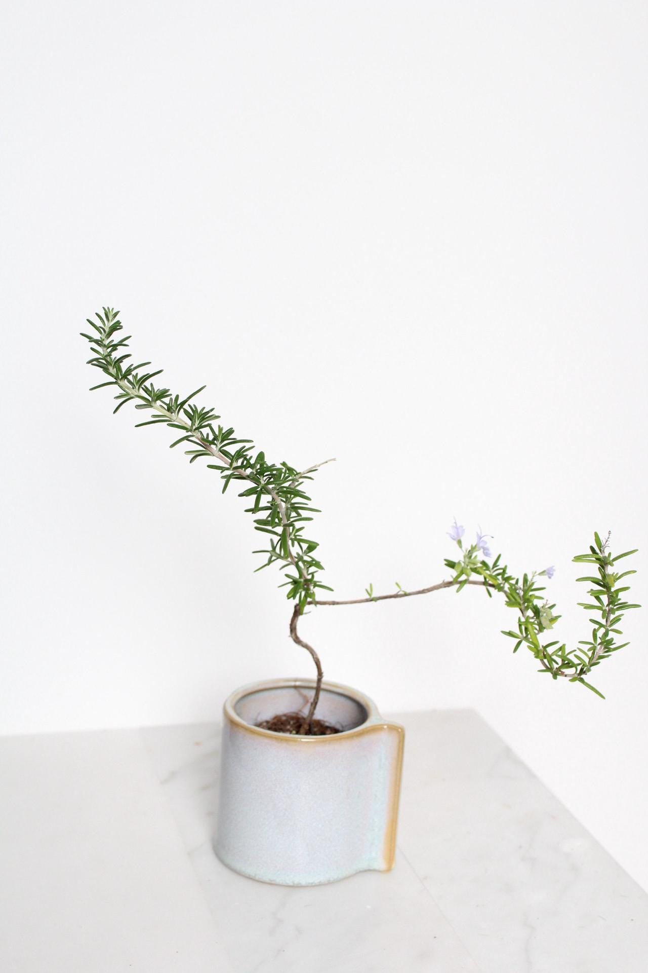 Trailing Rosemary Plant Small Bonsai Collection Kitchen Herb Garden Black Pot Display Cascading Green Foliage Fresh Culinary Ingredient Growing Collection Window Sill Accent Home Decor Essential Beautiful Aromatic Plant Garden Gift